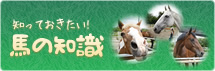 馬の知識
