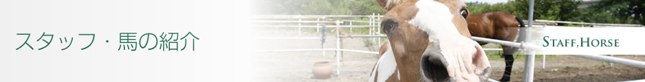 スタッフ・馬の紹介