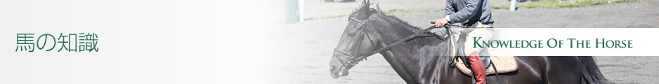 馬の知識 馬の知識