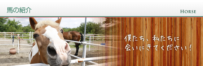 馬の紹介 馬の紹介