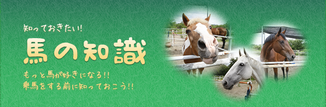 馬の知識 馬の知識
