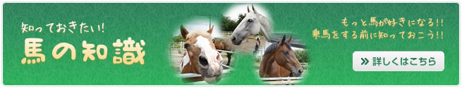 馬の知識 馬の知識
